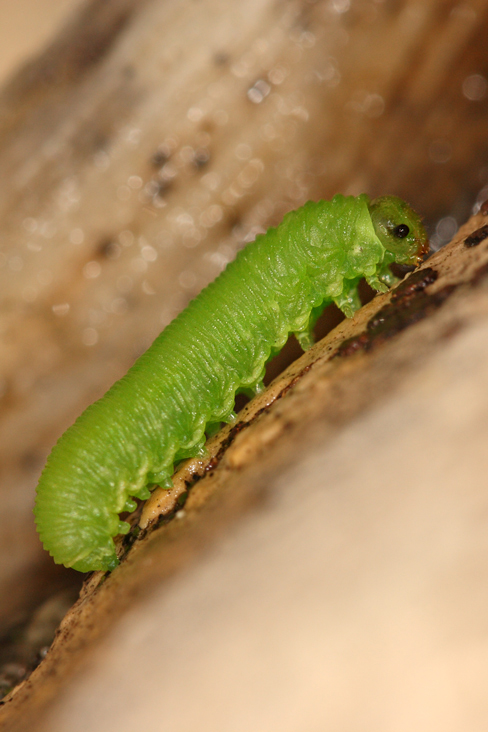 Bruco verde brillante: larva di Symphita (Tenthredinidae?)